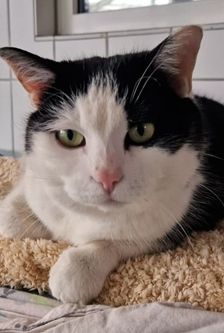 Emi – EKH, Weibchen, 4 Jahre, 90537 Feucht – Foto 2