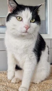 Emi – EKH, Weibchen, 4 Jahre, 90537 Feucht – Foto 3