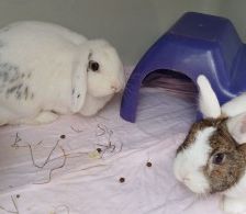 Joris – Zwergkaninchen, Männchen, 7 Monate, 70195 Stuttgart-Botnang – Foto 1