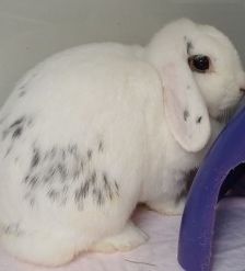 Joris – Zwergkaninchen, Männchen, 7 Monate, 70195 Stuttgart-Botnang – Foto 2