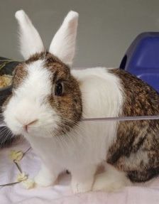 Joris – Zwergkaninchen, Männchen, 7 Monate, 70195 Stuttgart-Botnang – Foto 3