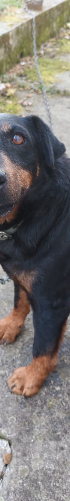 Fira – Mischling, Weibchen, 11 Jahre 1 Monat, Nordic Strays e.V. – Foto 1