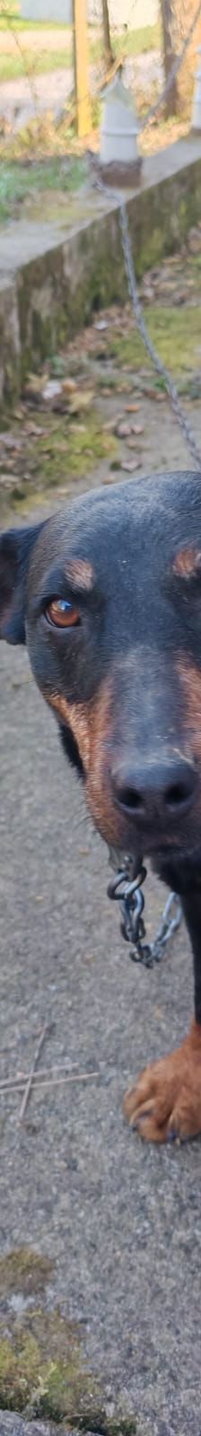 Fira – Mischling, Weibchen, 11 Jahre 1 Monat, Nordic Strays e.V. – Foto 2