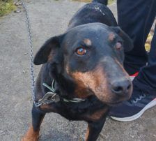 Fira – Mischling, Weibchen, 11 Jahre 1 Monat, Nordic Strays e.V. – Foto 3