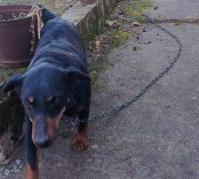 Fira – Mischling, Weibchen, 11 Jahre 1 Monat, Nordic Strays e.V. – Foto 4