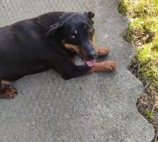 Fira – Mischling, Weibchen, 11 Jahre 1 Monat, Nordic Strays e.V. – Foto 5