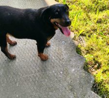 Fira – Mischling, Weibchen, 11 Jahre 1 Monat, Nordic Strays e.V. – Foto 6