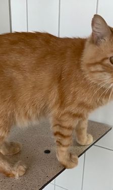 Beat – EKH, Männchen, 1 Jahr, 90537 Feucht – Foto 2