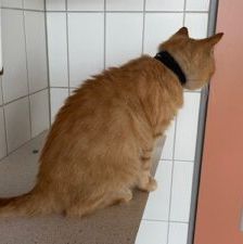 Beat – EKH, Männchen, 1 Jahr, 90537 Feucht – Foto 4