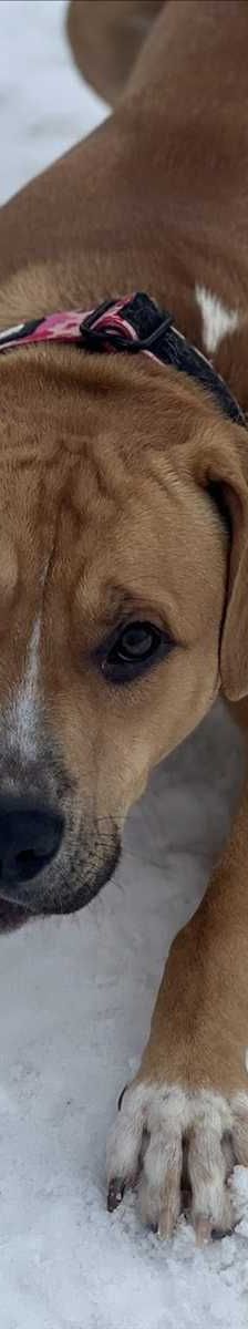 KYPT – American Staffordshire Terrier, Mix, Männchen, Alter unbekannt, 81829 München – Foto 1