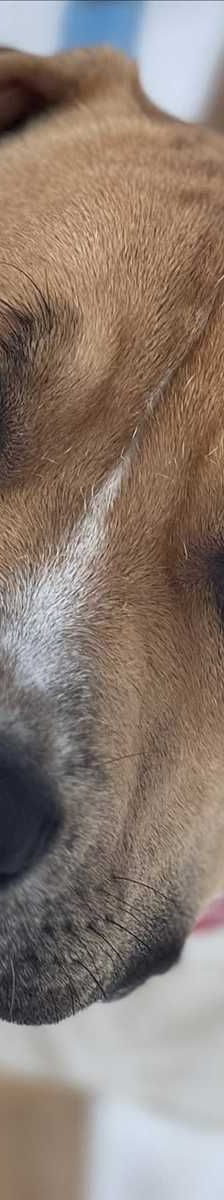 KYPT – American Staffordshire Terrier, Mix, Männchen, Alter unbekannt, 81829 München – Foto 2
