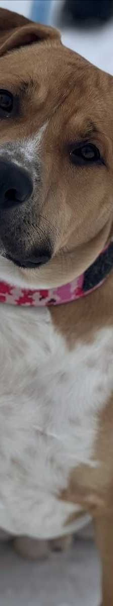 KYPT – American Staffordshire Terrier, Mix, Männchen, Alter unbekannt, 81829 München – Foto 3