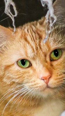 Mausi – Unknown, Weibchen, 1 Jahr, 39576 Stendal – Foto 1
