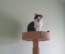 Mausi – Unknown, Weibchen, 1 Jahr, 39576 Stendal – Foto 22