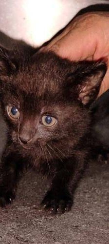 Peca – Europäisch Kurzhaar, Weibchen, 1 Jahr 6 Monate, 65520 Bad Camberg – Foto 2