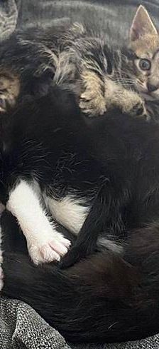 Peca – Europäisch Kurzhaar, Weibchen, 1 Jahr 6 Monate, 65520 Bad Camberg – Foto 3