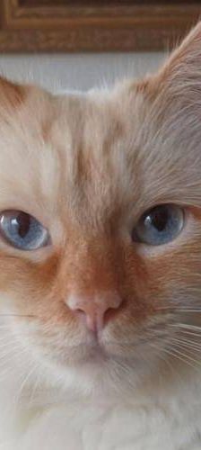 Neko – Birma Red Point, Männchen, 5 Jahre, 65520 Bad Camberg – Foto 1