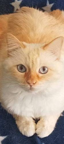 Neko – Birma Red Point, Männchen, 5 Jahre, 65520 Bad Camberg – Foto 2