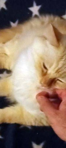 Neko – Birma Red Point, Männchen, 5 Jahre, 65520 Bad Camberg – Foto 3