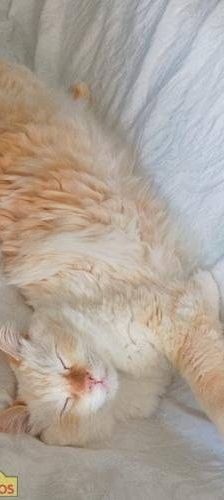 Neko – Birma Red Point, Männchen, 5 Jahre, 65520 Bad Camberg – Foto 4