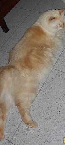 Neko – Birma Red Point, Männchen, 5 Jahre, 65520 Bad Camberg – Foto 5