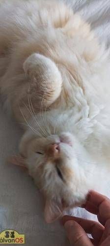 Neko – Birma Red Point, Männchen, 5 Jahre, 65520 Bad Camberg – Foto 6
