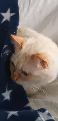Neko – Birma Red Point, Männchen, 5 Jahre, 65520 Bad Camberg – Foto 7