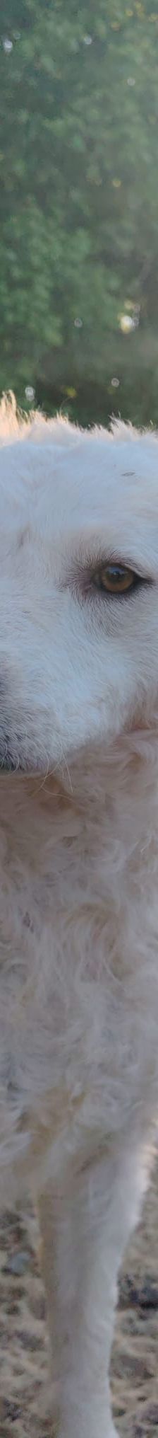Jody – Mischling (vermutlich Kroatischer Schäferhund-Mix), Weibchen, 2 Monate, Nordic Strays e.V. – Foto 1