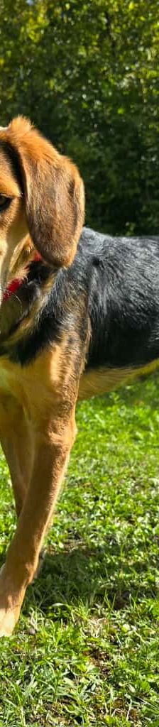 Jody – Mischling (vermutlich Kroatischer Schäferhund-Mix), Weibchen, 2 Monate, Nordic Strays e.V. – Foto 3