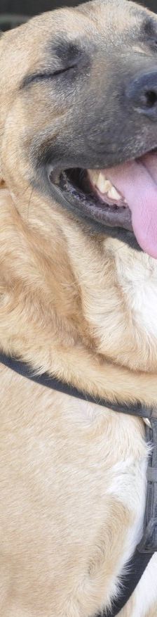 Jody – Mischling (vermutlich Kroatischer Schäferhund-Mix), Weibchen, 2 Monate, Nordic Strays e.V. – Foto 4
