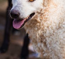 Jody – Mischling (vermutlich Kroatischer Schäferhund-Mix), Weibchen, 2 Monate, Nordic Strays e.V. – Foto 6