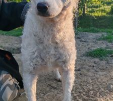 Jody – Mischling (vermutlich Kroatischer Schäferhund-Mix), Weibchen, 2 Monate, Nordic Strays e.V. – Foto 7