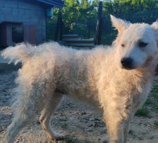 Jody – Mischling (vermutlich Kroatischer Schäferhund-Mix), Weibchen, 2 Monate, Nordic Strays e.V. – Foto 8