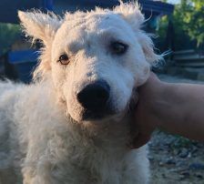 Jody – Mischling (vermutlich Kroatischer Schäferhund-Mix), Weibchen, 2 Monate, Nordic Strays e.V. – Foto 9