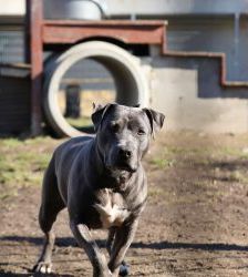 Nero – Staffordshire-Terrier-Mix, Männchen, 6 Jahre 5 Monate, 13057 Berlin – Foto 2