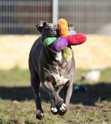 Nero – Staffordshire-Terrier-Mix, Männchen, 6 Jahre 5 Monate, 13057 Berlin – Foto 3