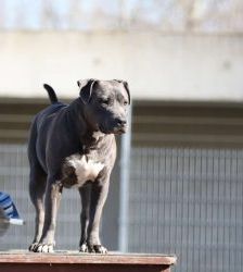 Nero – Staffordshire-Terrier-Mix, Männchen, 6 Jahre 5 Monate, 13057 Berlin – Foto 4