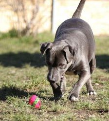 Nero – Staffordshire-Terrier-Mix, Männchen, 6 Jahre 5 Monate, 13057 Berlin – Foto 5