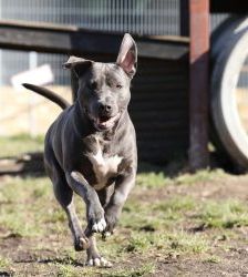 Nero – Staffordshire-Terrier-Mix, Männchen, 6 Jahre 5 Monate, 13057 Berlin – Foto 6