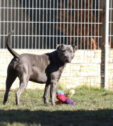 Nero – Staffordshire-Terrier-Mix, Männchen, 6 Jahre 5 Monate, 13057 Berlin – Foto 7
