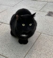 Akash – EKH, Männchen, 1 Jahr, 90537 Feucht – Foto 1