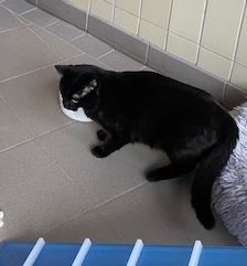 Akash – EKH, Männchen, 1 Jahr, 90537 Feucht – Foto 2