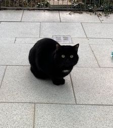 Akash – EKH, Männchen, 1 Jahr, 90537 Feucht – Foto 3