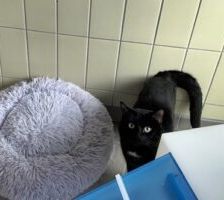 Akash – EKH, Männchen, 1 Jahr, 90537 Feucht – Foto 4