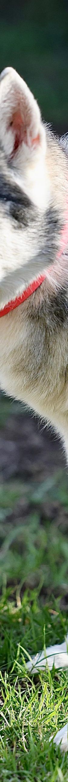 Nanuk – Husky, Männchen, 12 Jahre, 97816 Lohr – Foto 1