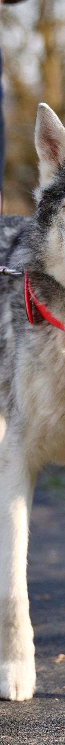 Nanuk – Husky, Männchen, 12 Jahre, 97816 Lohr – Foto 2