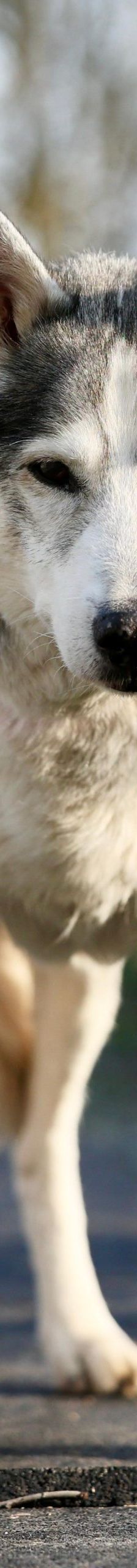 Nanuk – Husky, Männchen, 12 Jahre, 97816 Lohr – Foto 3
