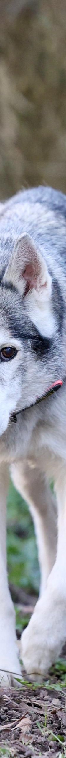 Nanuk – Husky, Männchen, 12 Jahre, 97816 Lohr – Foto 4