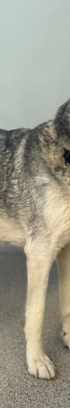 Nanuk – Husky, Männchen, 12 Jahre, 97816 Lohr – Foto 5