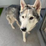 Nanuk – Husky, Männchen, 12 Jahre, 97816 Lohr – Foto 6